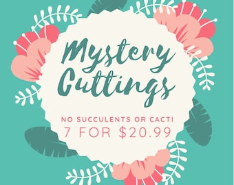 7 Mystery Cuttings NO SUCCULENTS or CACTI | Hydroponic propagation |Unrooted Cuttings | No duplicates | Houseplants for Self-care, Gifts,