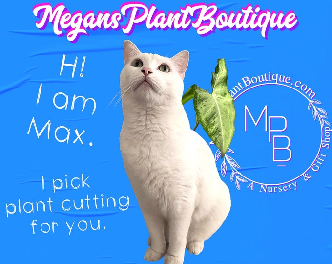 Featured listing image: Max’s Secret Mystery Pick | Unusual Cutting Gift with Plant Stickers