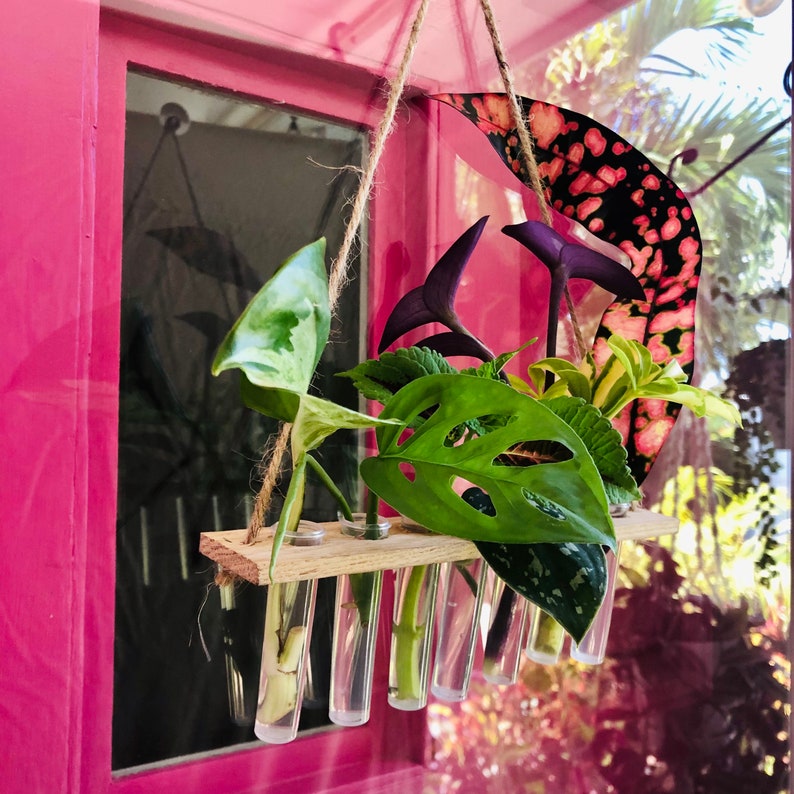 Hydroponic Station Water Propagation 7 Vials Hanging Etsy