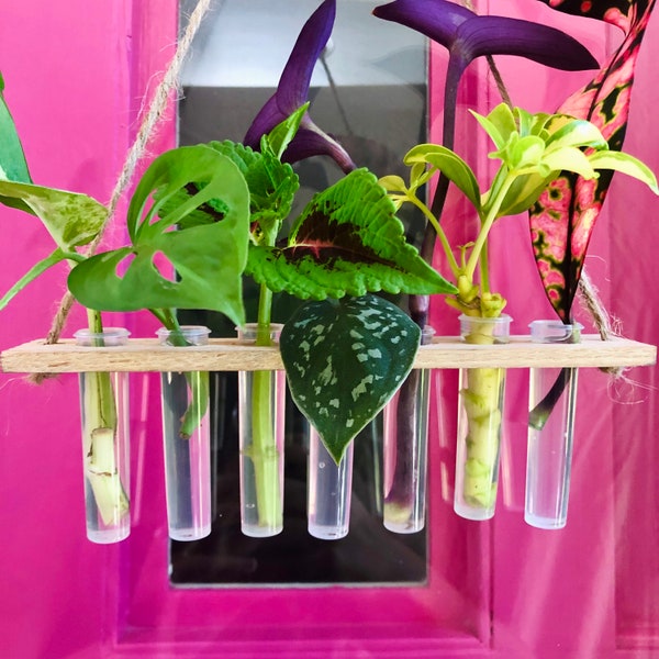 Hydroponic Station | Water Propagation | 7 Vials | Hanging Plant Holder | Unrooted Plant Cuttings Are Optional Add-On | Hydro Set | Gift Set