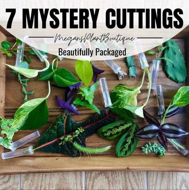 7 Cuttings for Propagation | Variety of Plant Cuttings (no repeats) | Unrooted Clippings | Plant Mystery Box | I Ship Mon-Wed