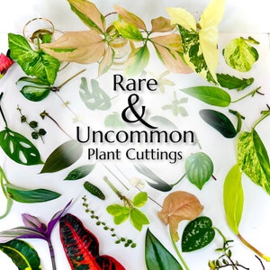 Rare & Unusual Plant Cuttings | Variety of Individually Labeled Clippings | Mystery Box of Propagations | Shipping Mon-Wed