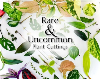 Rare & Unusual Plant Cuttings | Variety of Individually Labeled Clippings | Mystery Box of Propagations | Shipping Mon-Wed