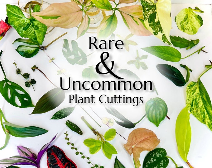 Featured listing image: Rare & Unusual Plant Cuttings | Variety of Individually Labeled Clippings | Mystery Box of Propagations | Shipping Mon-Wed