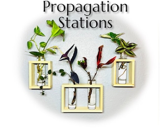 Wall Hanging Propagation Station | Hang & Display Indoor Plants