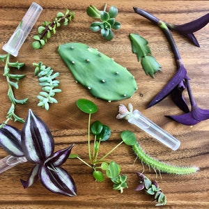Unique Selection of House Plant Clippings | Perfect for Plant Lovers | Gifts & Self-Care