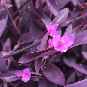 Purple Heart - purple queen - Tradescantia  Pallida - house plant - Spiderwort Species