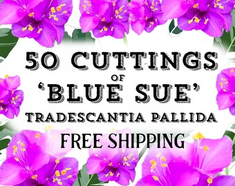 BULK ‘Blue Sue’ Tradescantia Pallida Cuttings | 50 Unrooted Cuttings for Propagation