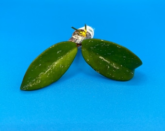 Hoya Pubicalyx Plant Cutting | Unrooted Leaf with Node