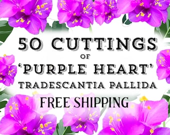 BULK ‘Purple Heart’ Tradescantia Pallida Cuttings | 50 Unrooted Cuttings for Propagation