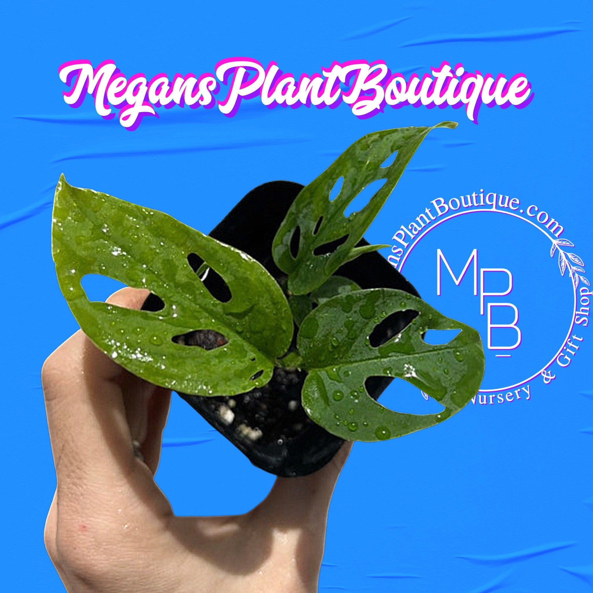 Monstera Adansonii Swiss Cheese Plant 2x2” Pot Well Rooted Houseplant