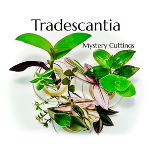 Tradescantia Only Mystery Box | Plant Mystery Box | Clippings for Propagation | Unrooted Cuttings | Plant Start | Beginner