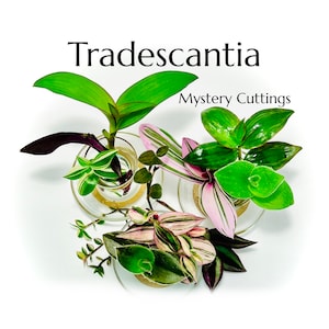 Tradescantia Only Mystery Box | Plant Mystery Box | Clippings for Propagation | Unrooted Cuttings | Plant Start | Beginner