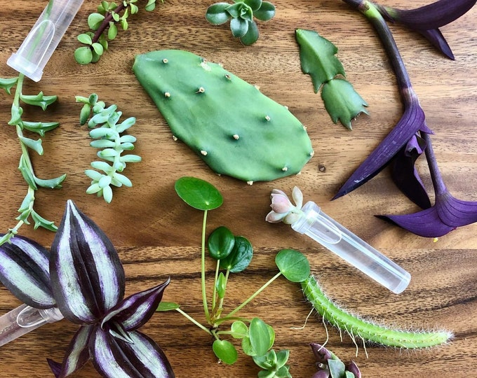 Featured listing image: Pick Your Own Plant Cutting | Single node/leaf | Shipping Mon-Wed