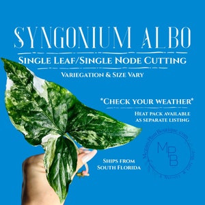 Syngonium Albo Single Leaf Cutting | Single Node | Syngonium podophyllum | Rare Arrowhead Clipping