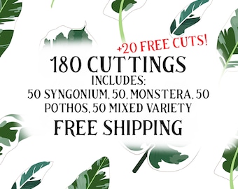 BULK Cuttings for Events | 200 Unrooted Cuttings for Propagation
