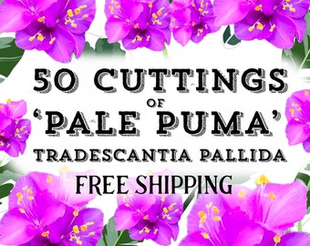 BULK ‘Pale Puma’ Tradescantia Pallida Cuttings | 50 Unrooted Cuttings for Propagation