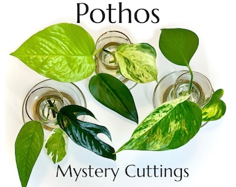 Pothos Only Mystery Box | Plant Mystery Box | Clippings for Propagation | Unrooted Cuttings | Plant Start | Beginner