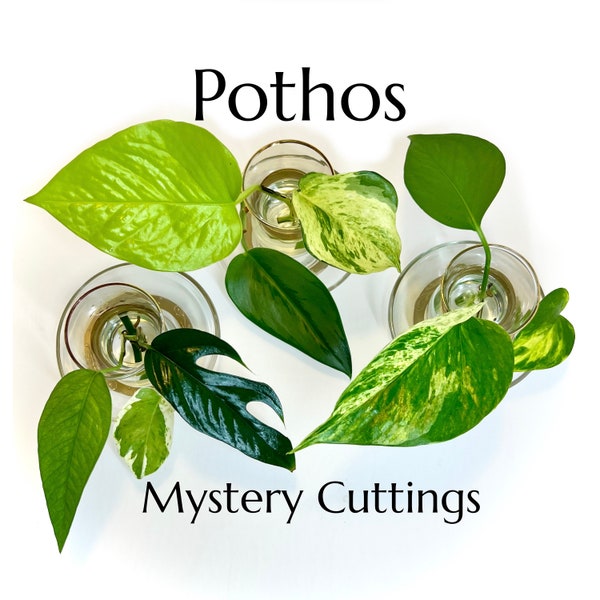 Pothos Only Mystery Box | Plant Mystery Box | Clippings for Propagation | Unrooted Cuttings | Plant Start | Beginner