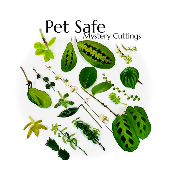 Pet Safe Mystery Box | Plant Mystery Box | Clippings for Propagation | Unrooted Cuttings | Plant Start | Beginner