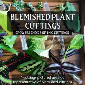 7-10 Blemished Plant Cuttings