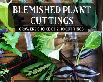 7-10 Blemished Plant Cuttings