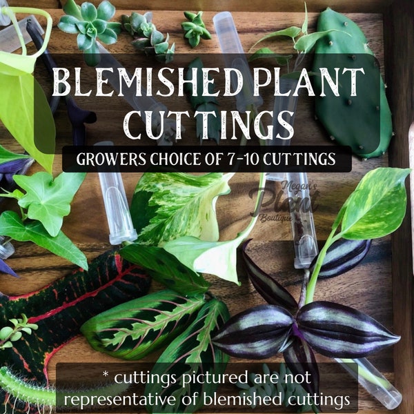 7-10 Blemished Plant Cuttings