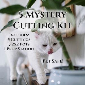 5 Pet Safe Mystery Cutting Kit | Shipping Mon-Wed