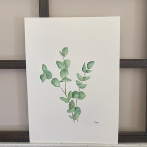 Eucalyptus stem