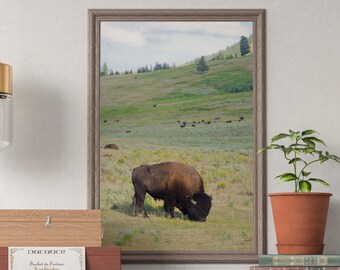 Bison Digital Download, Buffalo digital download, Animal digital download, Buffalo print, National Park print, Yellowstone photography