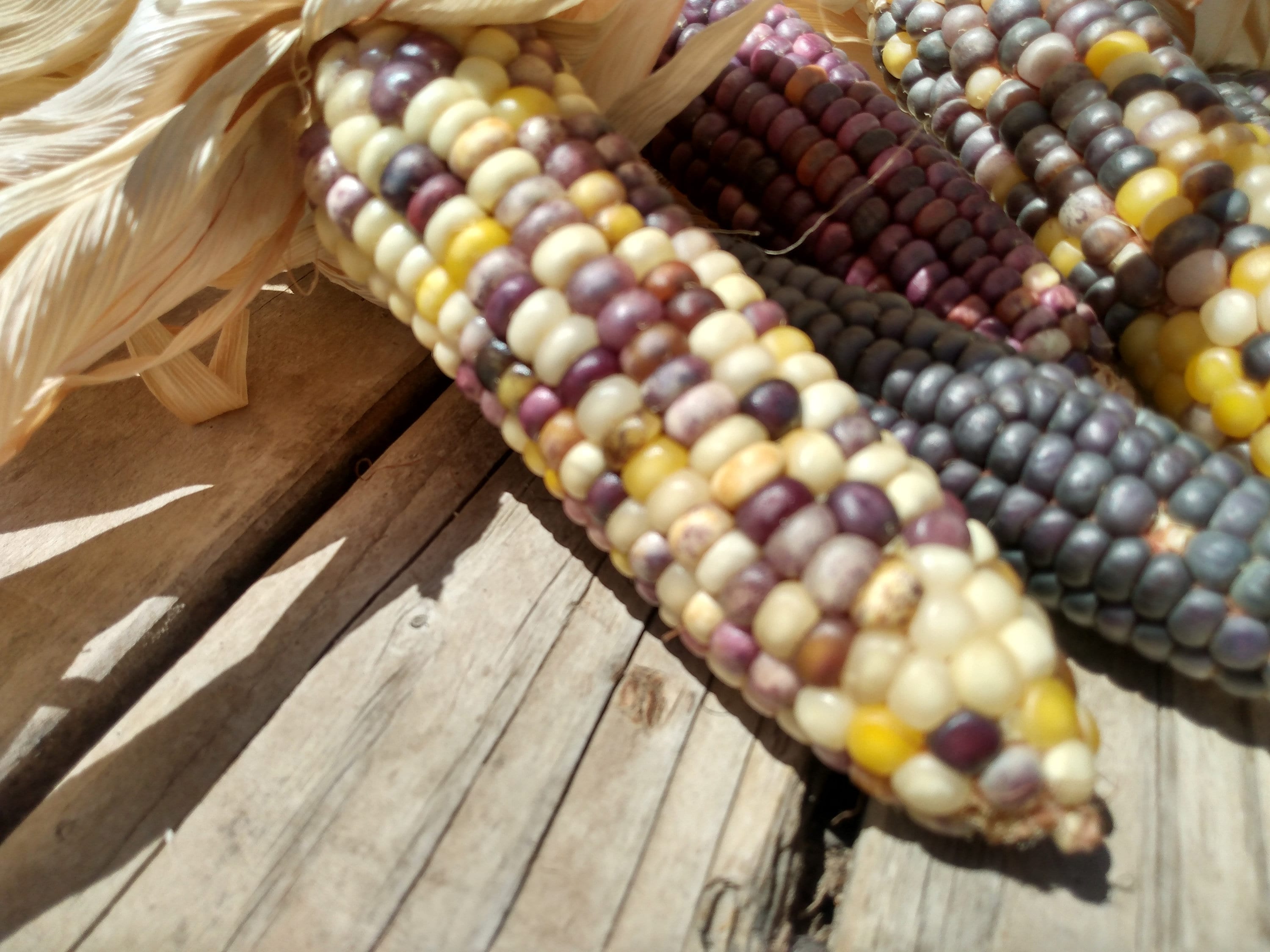 200 Semillas de Maíz Indio Etsy España