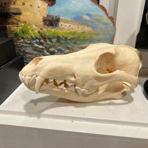 coyote skull