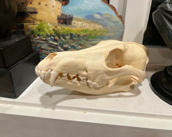 高品質！ コヨーテの頭骨 即納☆ 高品質！ コヨーテの頭骨 - 頭骨・骨格標本・剥製販売 【Core-Box】