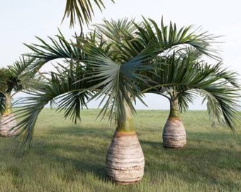 Bottle Palm - Hyophorbe lagenicaulis - Rare 'Plant' Seeds - Spindle Palm, Green-Yellow, Arecaceae, Palmiste Gargoulette ,Bottle-shaped Palm