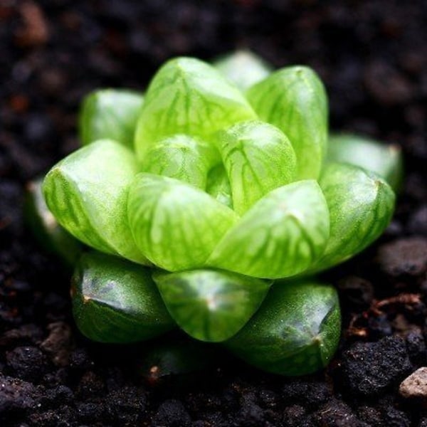 Fenêtre de la cathédrale Haworthia - Harworthia cymbiformis - Rares 'Succulent' Seeds - Zebra Cactus, Green-Yellow, Pearl Plant, Star Window Plant