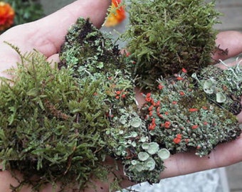 Live Mixed Mosses and Lichens - Reptile Enclosure Moss - Moss For Terrarium Kit - Terrarium Moss - Organic Moss Decor - Aquarium Moss