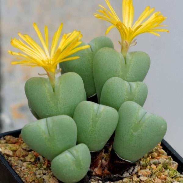 Living Pebbles - Conophytum bilobum - Rare Succulent Species