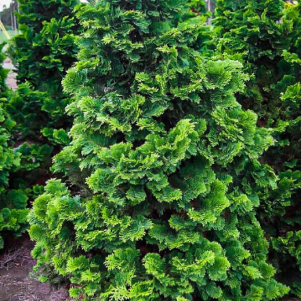 Japanese False Cypress Tree - Chamaecyparis obtusa - Tree Seeds