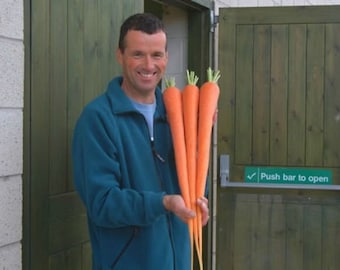 Manpukuji Giant Carrot - Daucus carota - Rare Heirloom Vegetable