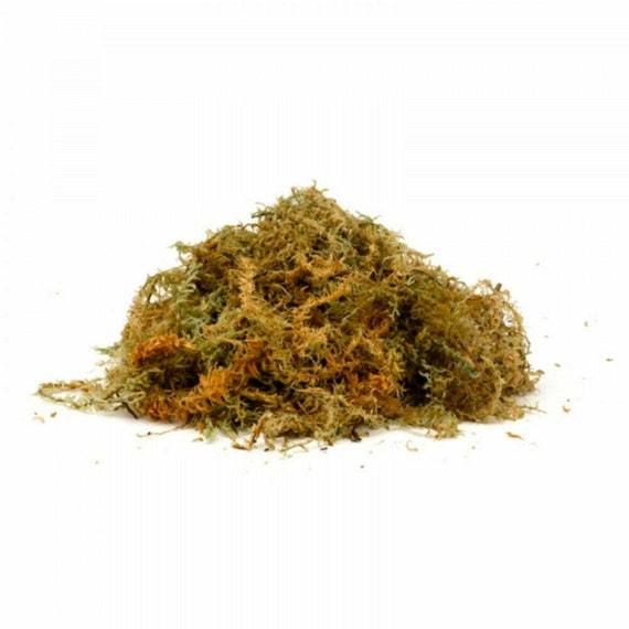 Long New Zealand Sphagnum Moss Unique Softness and Amazing Moisture Holding  Ability Great for Live Plants and Incredibly Long Lasting 