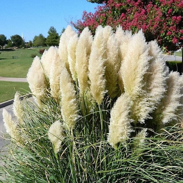 Herbe de la Pampa blanche - Cortaderia selloana - Espèce rare