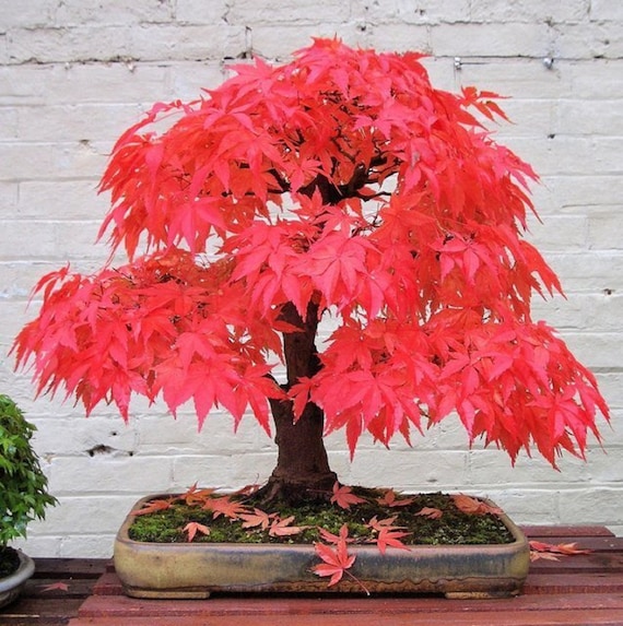 Albero bonsai di acero a foglia rossa Acer palmatum atropurpureum