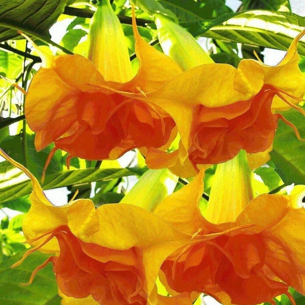 Trompeta de ángel naranja - Brugmansia suaveolens var. naranja - Semillas raras de 'plantas' - Trompeta de ángeles, Naranja-amarillo, Cuerno de abundancia naranja