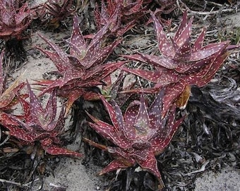 Red Sand Aloe - Aloe Arenicola - Rare Succulent Plant Species