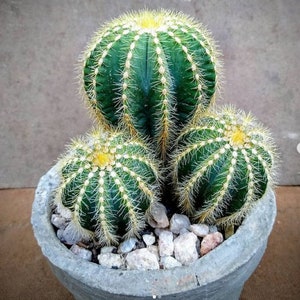 The common name for this is Notocactus magnificus (Balloon Cactus).Other Common names for this  Rare Cactus Species are: Balloon Cactus: Powder Puff Cactus, Balloon Pincushion. We only sell rare seeds of rare plants.