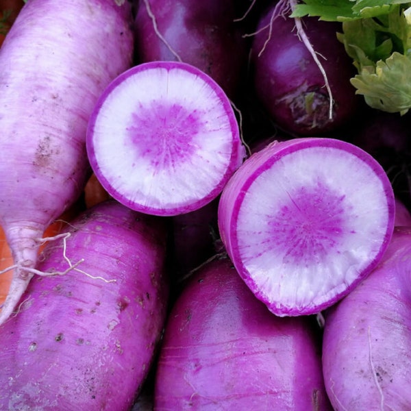 Radis Pusa Jamuni - Raphanus sativus - Légume d’héritage rare