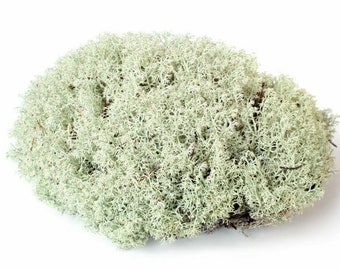 Norwegian Reindeer Moss - Lichen Moss - White Moss - Terrarium Moss - Natural Soft Moss - Reptile Hide - Terrarium Decor - Paludarium Decor