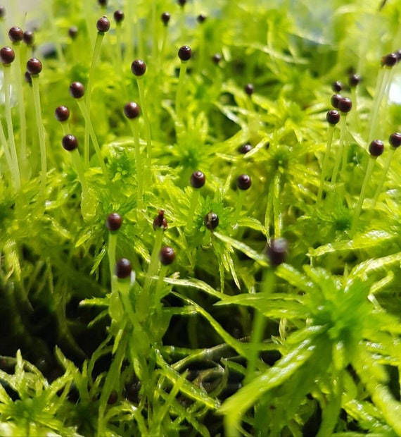 Live Fringed Sphagnum Moss - Sphagnum fimbriatum - Thick Cushions Forming  Fringed Peat Moss - Home Terrarium, Vivarium and Aquariums Decor