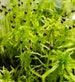 Live Fringed Sphagnum Moss - Sphagnum fimbriatum - Thick Cushions Forming Fringed Peat Moss - Home Terrarium, Vivarium and Aquariums Decor 