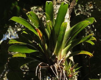 Andre's Airplant - Tillandsia denudata - Rare Air Plant Species